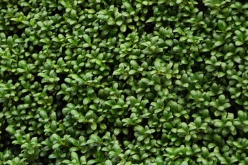 Obraz premium フユサンゴ