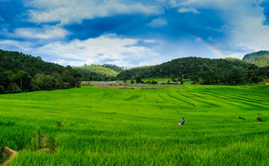 Rice terraces,Rice Field in Pa Pong Piang , Mae Chaem, Chiang Mai, Thailand