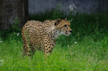 様子を伺うチーター