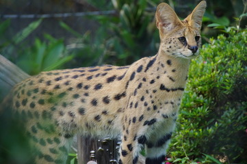 胴の長いサーバルキャット