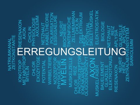 Erregungsleitung