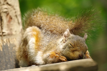 すやすやするリス