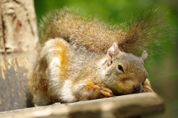 うとうと眠気に誘われるリス