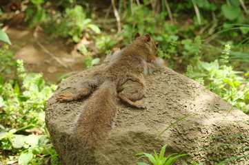 暑くて石で体を冷やすリス