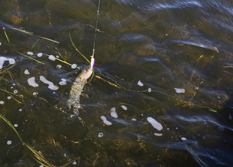 Caught on a spoon-bait pike close up.