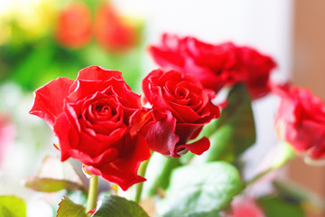 Beautiful red roses, red flowers on a blurred