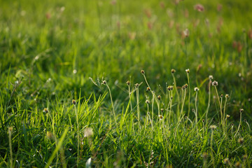 green grass flower field