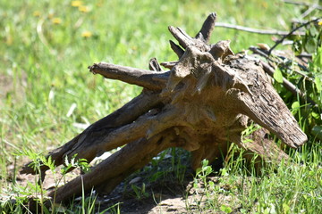 Old rotten stump