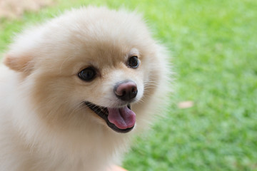 white puppy pomeranian dog cute pet smile happy in garden
