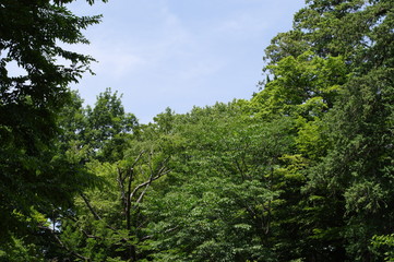 森と青空