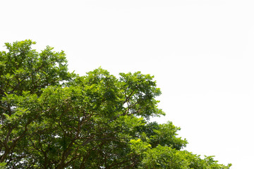 Green leaves isolated.