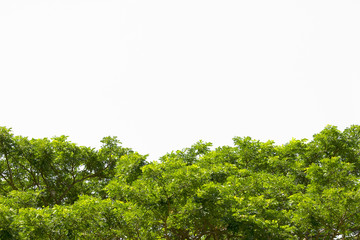 Green leaves isolated.