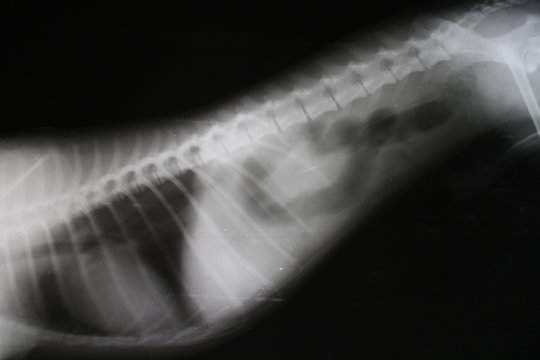 Foreign body (corpus alienum) in abdominal cavity by yorkshire terrier