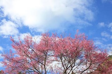 Beautiful pink cherry blossom flower blooming with clear blue sky background