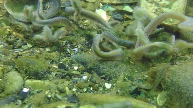 Reproduction of Clam Worms (Nereis sp.): Mass of dead worms on the seabed the next day after spawning.
