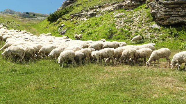 Flock of sheep on the meadow in mountains, 4K