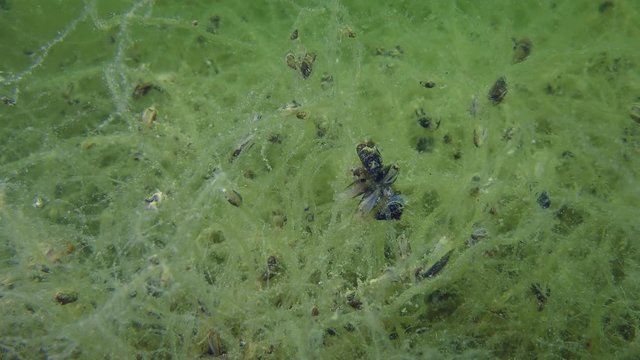 In the absence of a solid substrate, young mussels are attached to algae.
