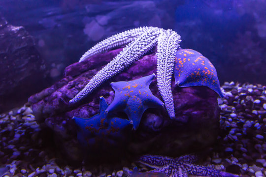 Starfish from warm seas living in an aquarium. A good image for drawing and design of websites about nature and the seas.