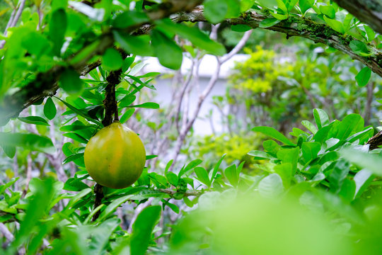 Fresh Crescentia cujete on Calabash Tree in the park,Thailand