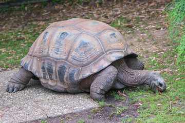 Aldabra Giant Tortoise, Seychelles tortoise
