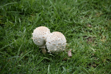 Mushroom