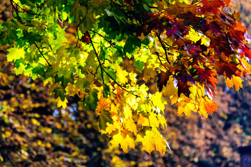 Colourful autumnleaves