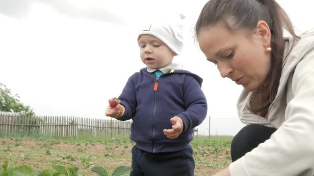 Mother and son tear strawberries from the plant beds. Cute baby is very happy with berries