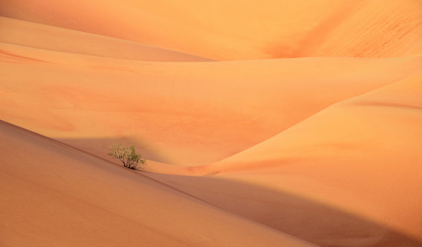 Desert Art