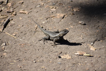 Lizard