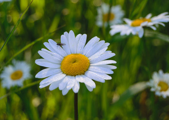 Obraz premium White wild daisies on a green meadow