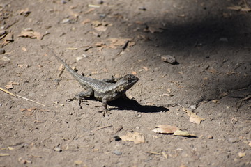 Lizard