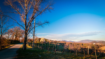Obraz premium Sunset in the vineyards of Rosazzo