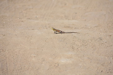 Lizard