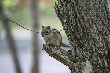 Бурундук на ветке