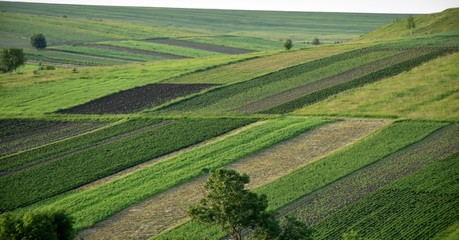 Growing vegetables and cereals on the field in the Ukrainian village