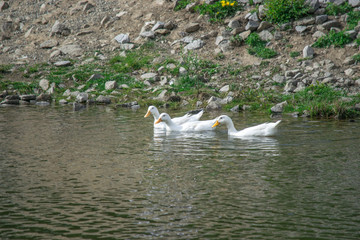 Белые гуси на пруду