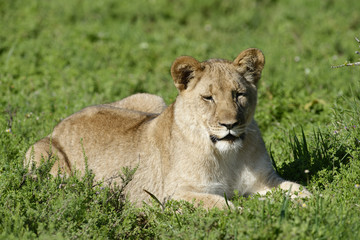 Lion cub, South Africa