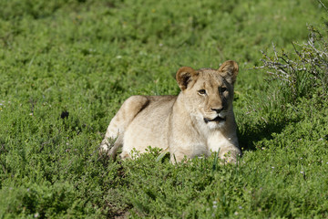 Obraz na płótnie Canvas Lion cub, South Africa