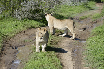 Lion cub, South Africa