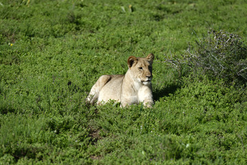 Lion cub, South Africa
