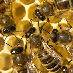 Bees build honeycombs.