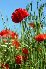 Klatschmohn