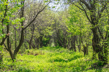 Лесная чаща