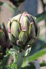 Growing Artichoke