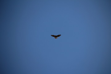 Hunting bird up in the sky 