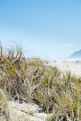 Summer grasses on the dunes