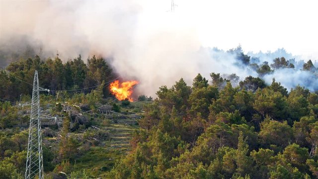 Fire burning in green pine tree forest near electricity power line