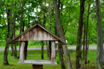 Bird House in the light forest