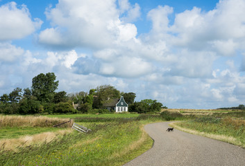 Cat on Road on Texel