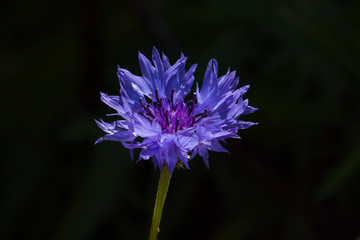 Cornflower in Sunlight
